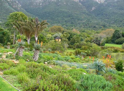 Kirstenbosch National Botanical Gardens - Cape Town | park, forest