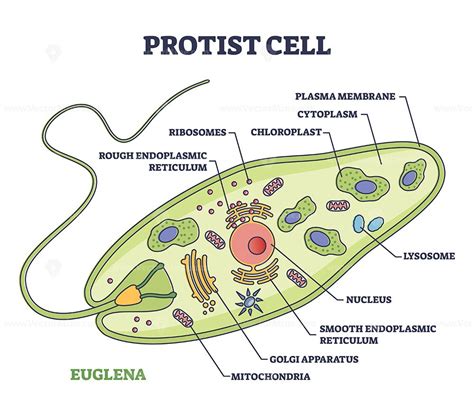 Structure Of A Protist Structure Of A Euglena. Anatomy Of A