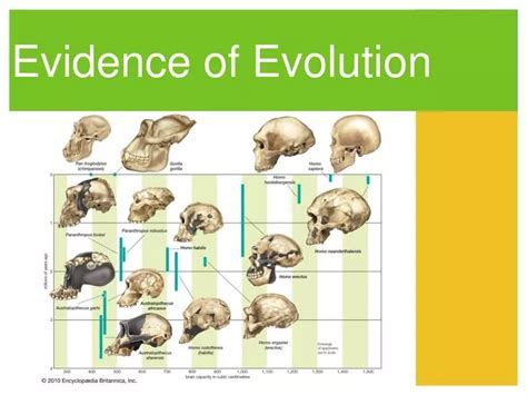 PPT - Evidence of Evolution PowerPoint Presentation, free download - ID ...