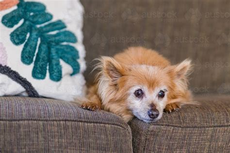 Image of small dog on sofa - Austockphoto