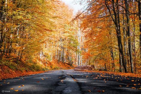 Jeju Autumn Foliage Day Tour - Klook