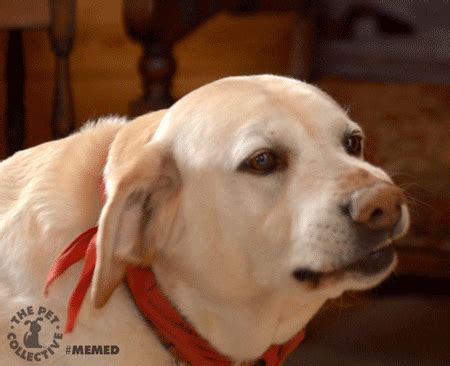 Guilty Dog GIFs - Get the best GIF on GIPHY