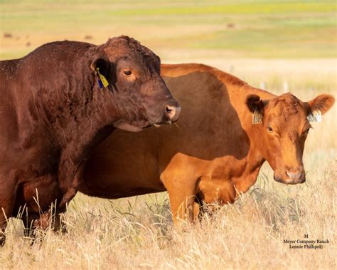 Red Angus Cattle - Meyer Company Ranch