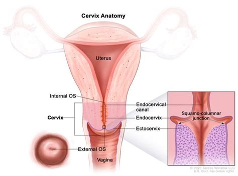 Definition of endocervix - NCI Dictionary of Cancer Terms - NCI