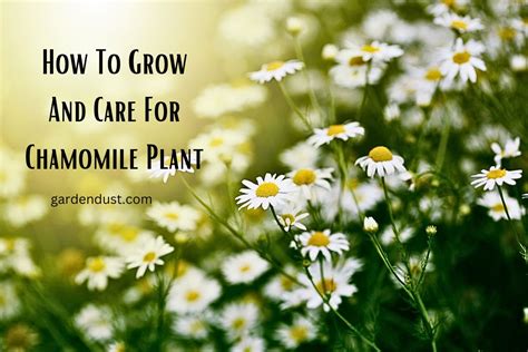 How To Grow And Care For Chamomile Plant - Garden Dust