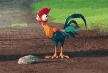 Moana Ckicken GIFs | Tenor