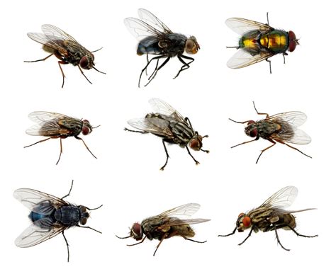 Different Types of Flies in North America | EcoGuard