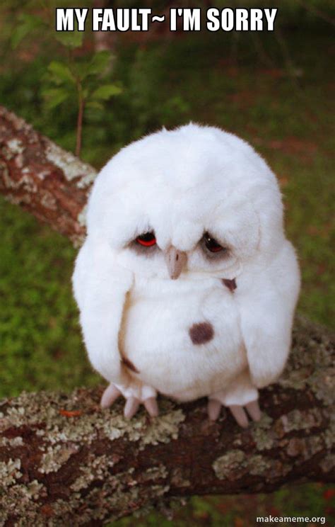 my fault~ i'm sorry - Sad Owl Meme Generator