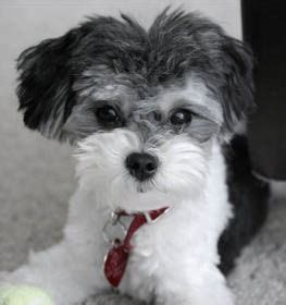 Shih-Poo Information & Dog Breed Facts | Dogell.com