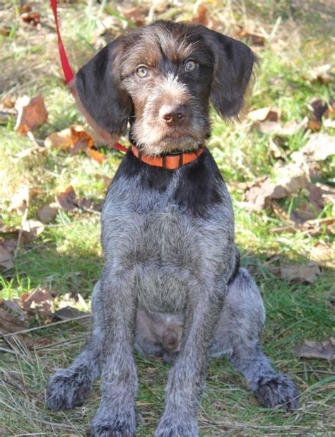 German Wirehaired Pointer Puppies Mi - *Beautiful German Wirehaired ...