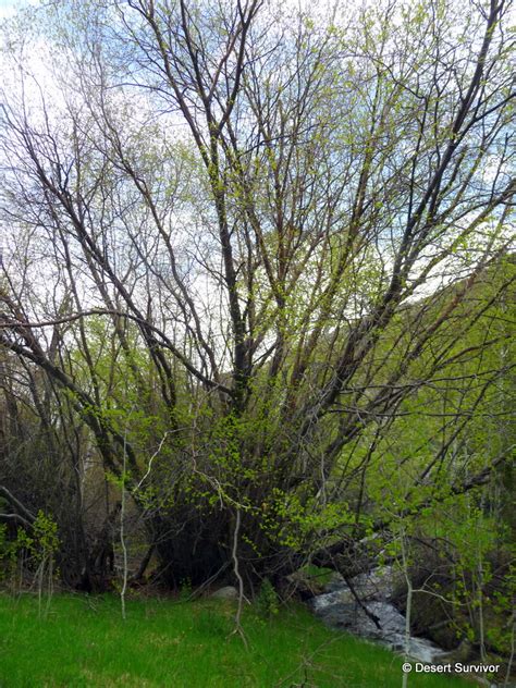 A Plant a Day: Water Birch - Betula occidentalis