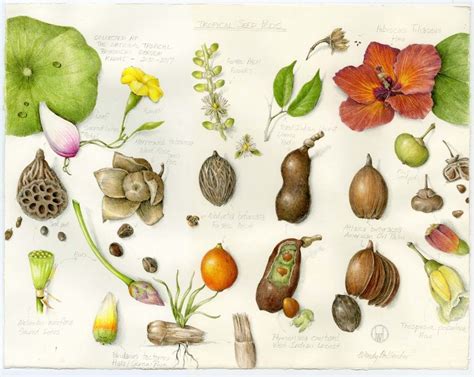 The Science of Art – Why Botanical Illustration Matters - News - NTBG