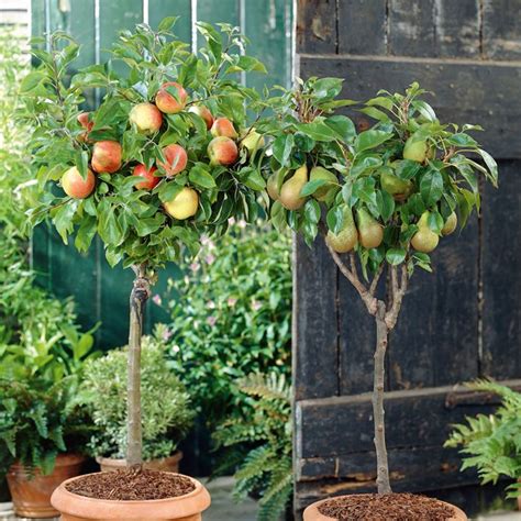 How To Grow Mango Tree In Pot! | Ecotek Green Living