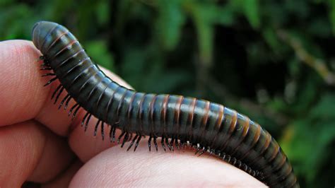 Biggest Millipede In The World