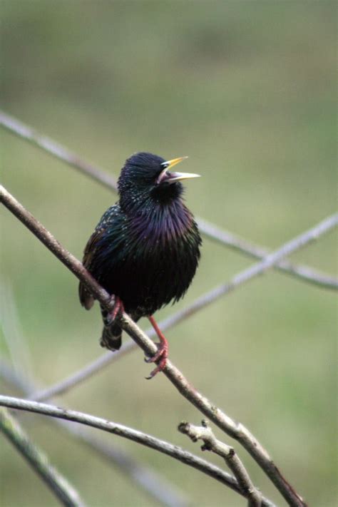 Why Do Birds Sing in the Morning? | WIRED