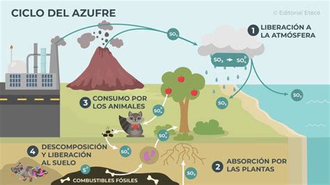 Ciclo del azufre - Qué es, en qué consiste y sus etapas