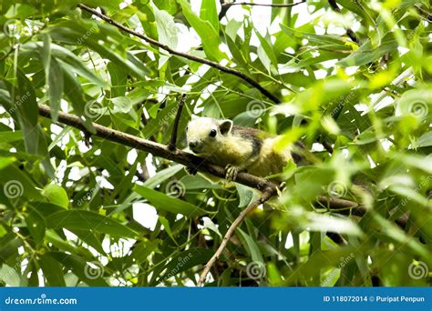 The Squirrels are Climbing on High Trees Stock Photo - Image of bushy ...