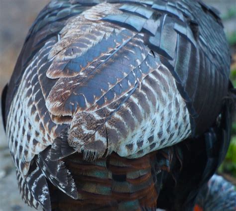 Turkey Feathers - FeederWatch