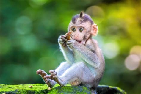 Buying a Pet Monkey: How Much Does a Baby Monkey Cost?