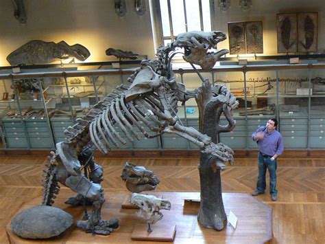 A giant ground sloth (Megatherium), put into perspective. : PrehistoricLife