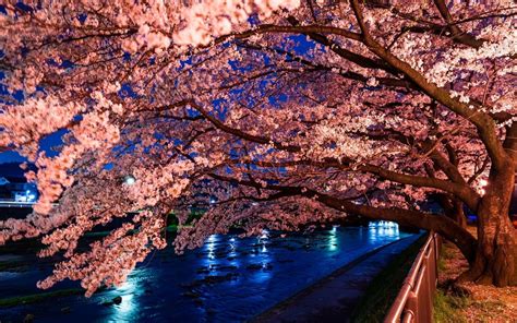 Japanese Cherry Blossom Desktop Wallpapers - Top Free Japanese Cherry ...