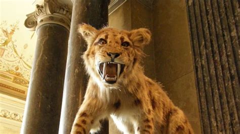 10 Fun Facts About Saber-Toothed Cats | Mental Floss