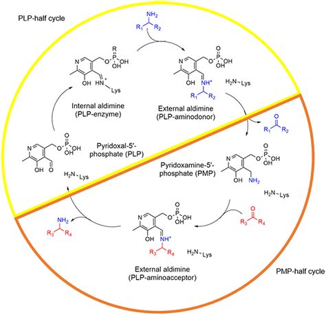 Transamination Mechanism