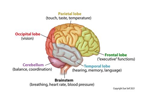 Lobes of the Brain and Their Functions | OncoLink