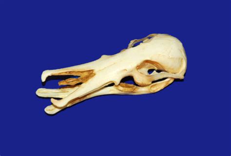 Platypus Skull Replica - SkeletonsAndSkullsSuperstore