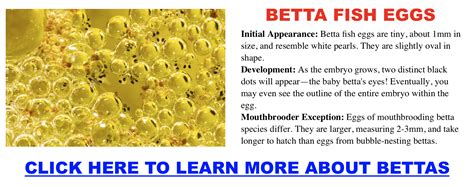 Betta Fish Eggs 101: Size, Appearance, Hatching Time & More – Wild ...