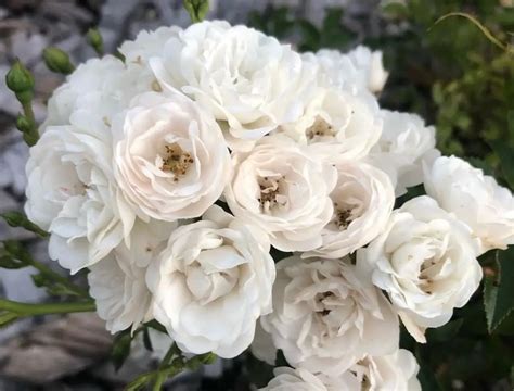 8 Types Of White Roses For Mixed Borders - SONG OF ROSES