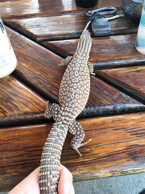 Male “yellow” Ackie monitor (varanus acanthurus brachyurus) : r ...