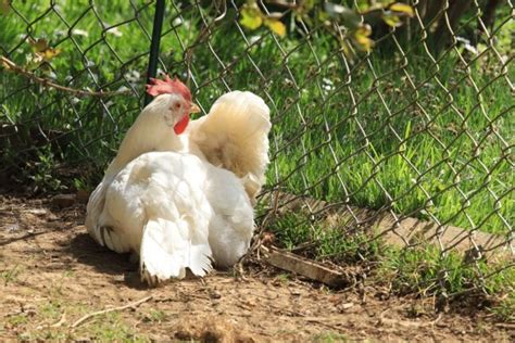 A Guide to White Leghorn Chickens: A Bird That Deserves a Spot in Your ...