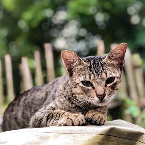 Photographie En Gros Plan De Chat Tigré · Photo gratuite