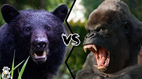 Gorilla Vs Bear Who Would Win