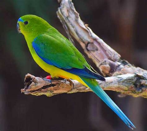 Orange-bellied Parrot - Moonlit Sanctuary