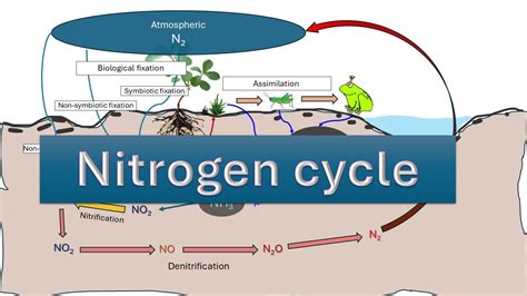 Nitrogen Cycle | Nitrogen fixation | NITRIFICATION | AMMONIFICATION ...