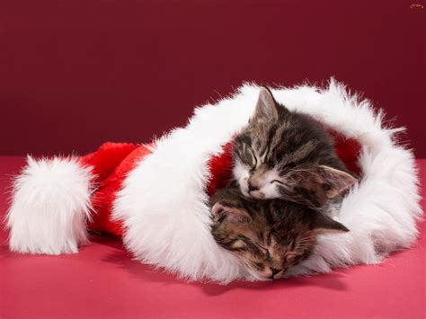 Christmas Kittens. - Cats Wallpaper (36711904) - Fanpop