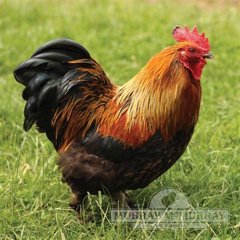 Bantam Cochin Chicken - Barred Cochin Bantam Chicks - Featherside's ...