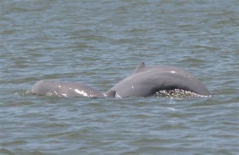 Irrawaddy dolphin - Whale & Dolphin Conservation USA