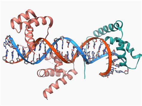 An Introduction to DNA Transcription