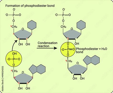 Process of formation of Phosphodiester bond Stock Vector | Adobe Stock