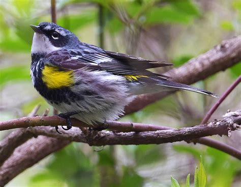 Burt’s Birds (March 2017) – Yellow-rumped Warbler – Black Hills Audubon ...