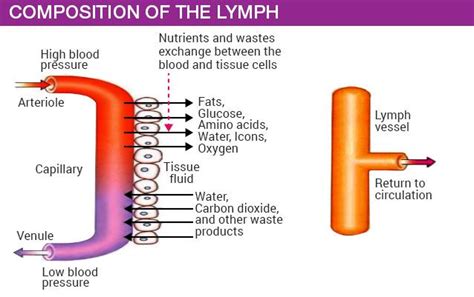 Guide To Composition And Function Of Lymph In Lymphatic System