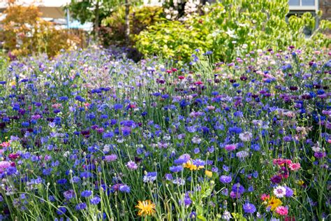 Wildflower & Meadow Seed Mixes UK | Marshalls – Marshalls Garden