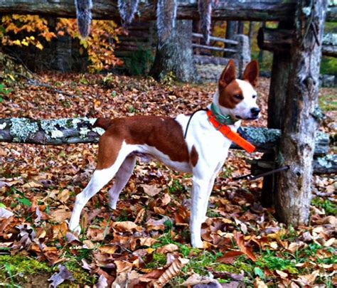 Feist Dog: The Unusual Pup That Looks Like a Tall Jack Russell Terrier