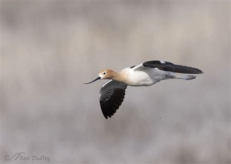 American Avocet Pair Beginning Their Nesting Activities – Feathered ...