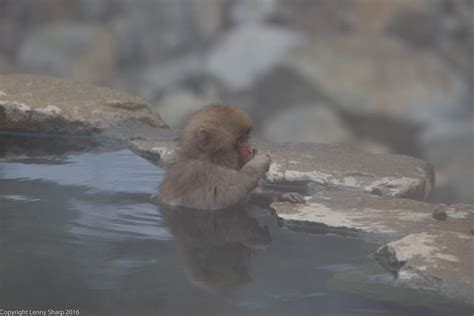 Snow Monkey Hot Springs in Yamanouchi, Japan | POPSUGAR Smart Living ...