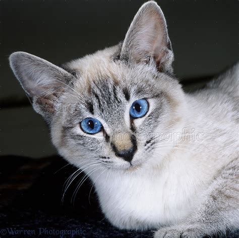 Portrait of tabby-point Siamese cat photo - WP17288