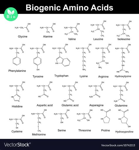 Biogenic amino acids Royalty Free Vector Image